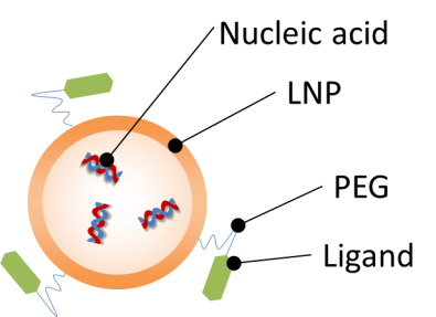 Drug Delivery Products :: Phospholipids and Lipids for LNP and